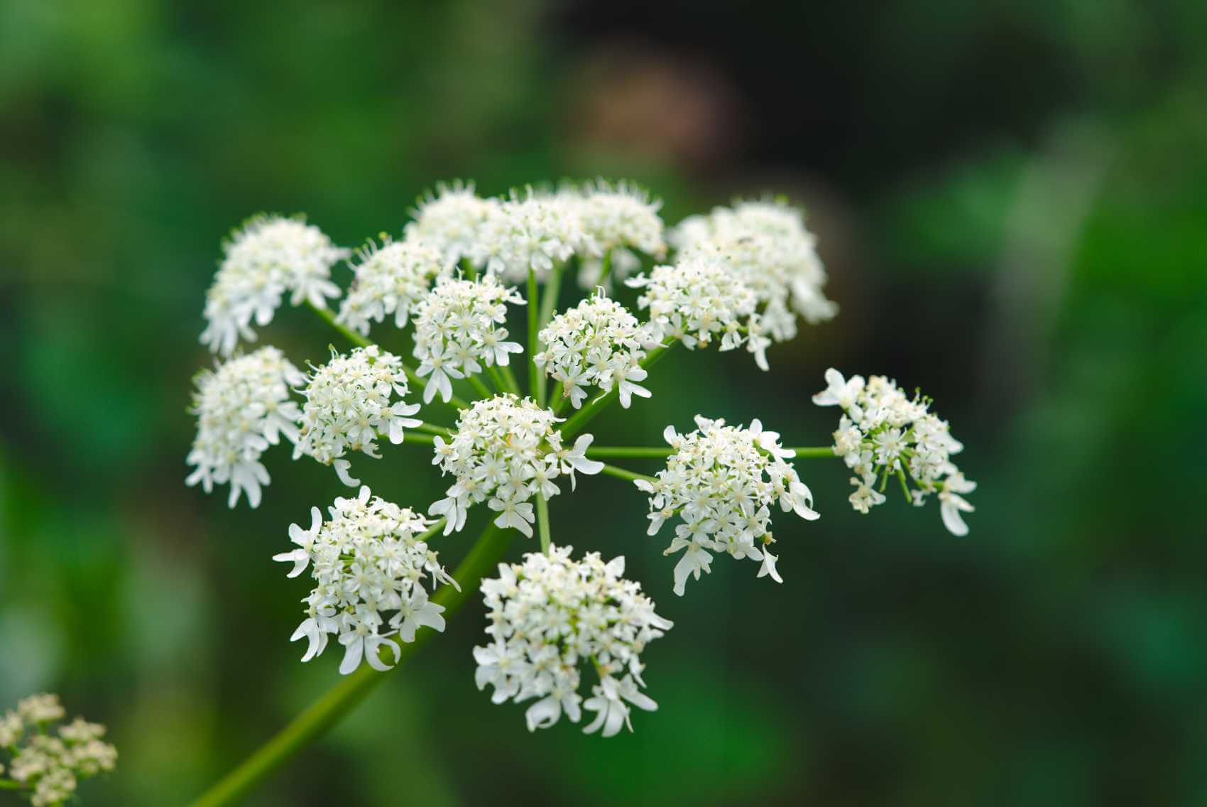 Himalayan Angelica