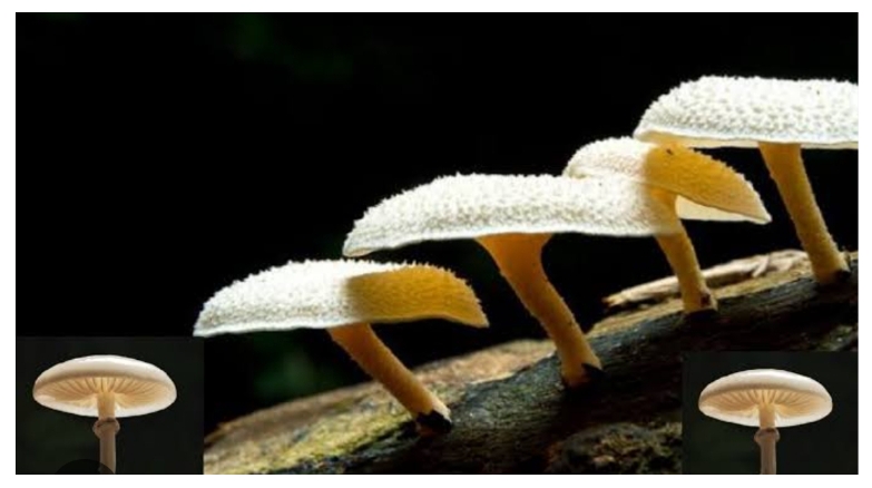 Plastic Eating Fungi