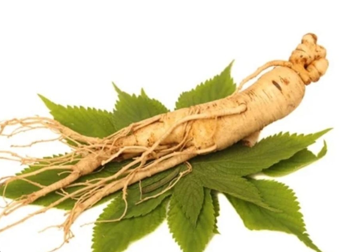 Ginseng Herb Image